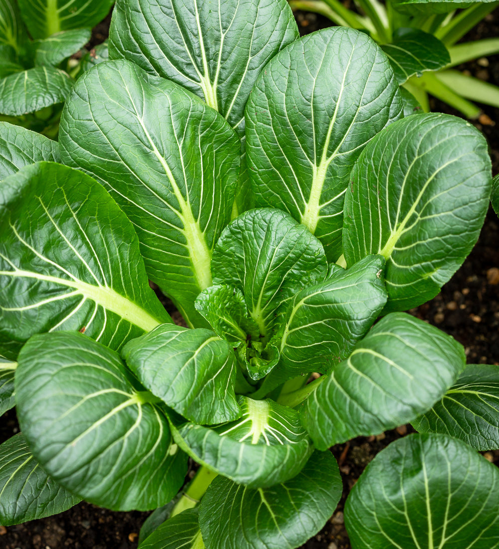 Sarah Raven Seeds Stir-fry Autumn Winter Samen 4 Tütchen Gemüse