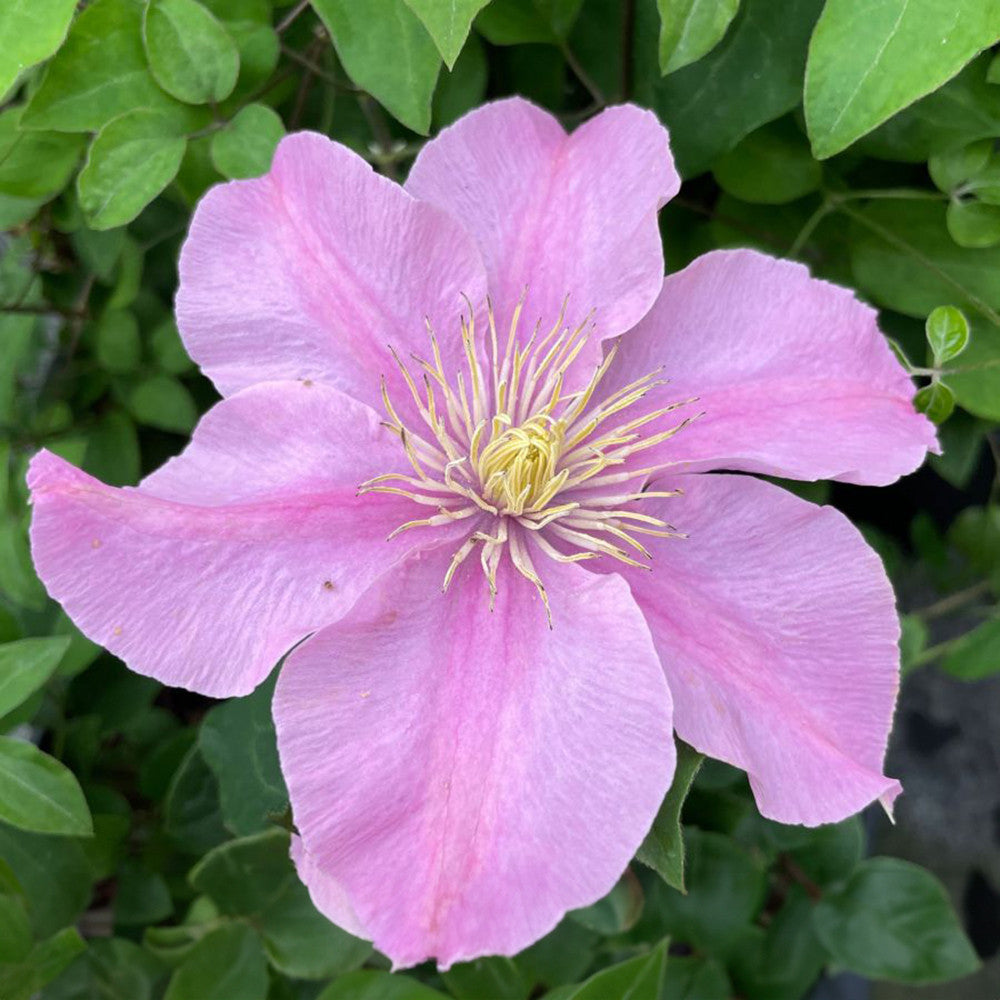 Sarah Raven Plants Clematis Pompeii Pflanze 3-Liter-Topf hellrosa