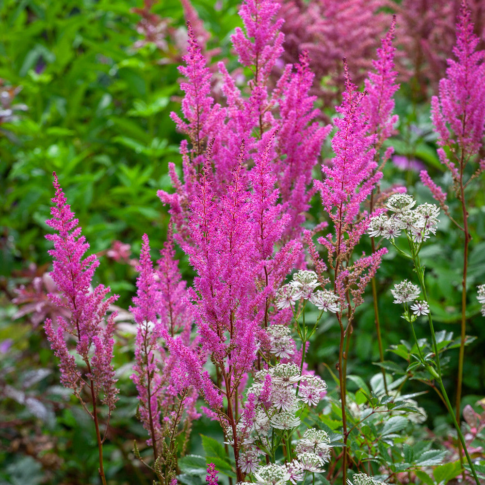 Sarah Raven Plants Astilbe Fanal Gartenpflanze 3x 9cm Topf Schatten