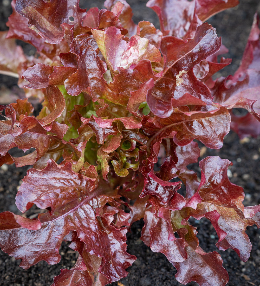 Sarah Raven Seeds Asolo Lettuce Mix Salatsamen 500 Samen