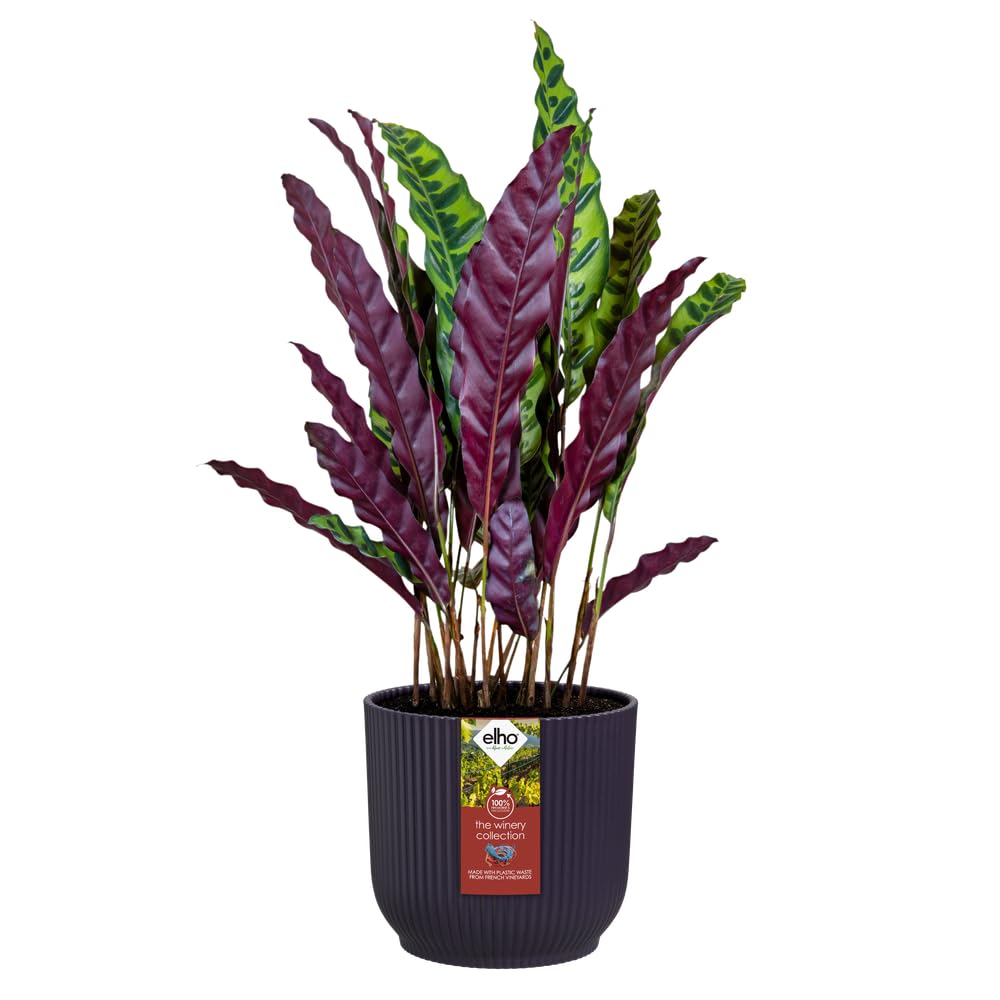 elho Winery Collection Blumentopf 3er-Set Dunkelviolett Indoor