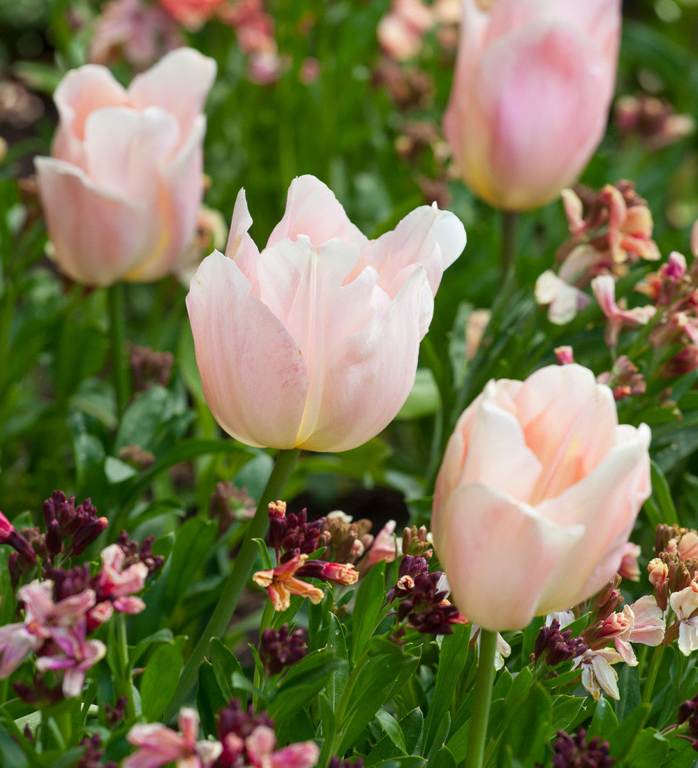 Sarah Raven Bulbs Tulpe Apricot Beauty Blumenzwiebeln 10 Lachs