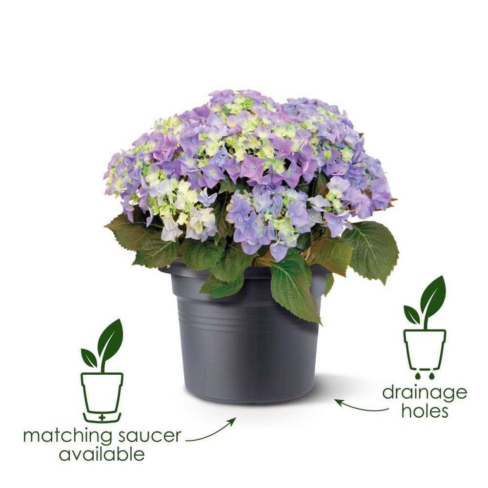 elho Green Basics Cilinder Blumentopf 55 cm Living Schwarz