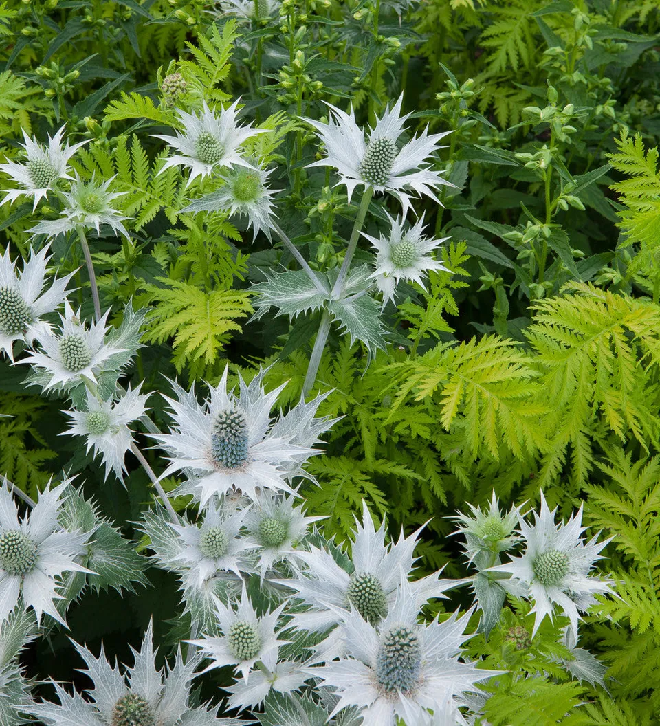 Sarah Raven Plants Eryngium giganteum Pflanze 3x9cm Topf zweijährig