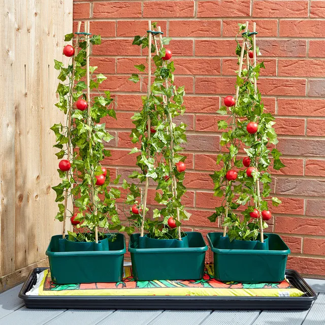 Sarah Raven Tomato Pepper Ring Culture Topf Eckig 27cm 3er Set