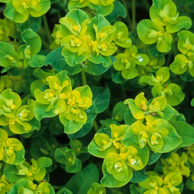 Sarah Raven Plants Euphorbia oblongata 45 Samen Grün