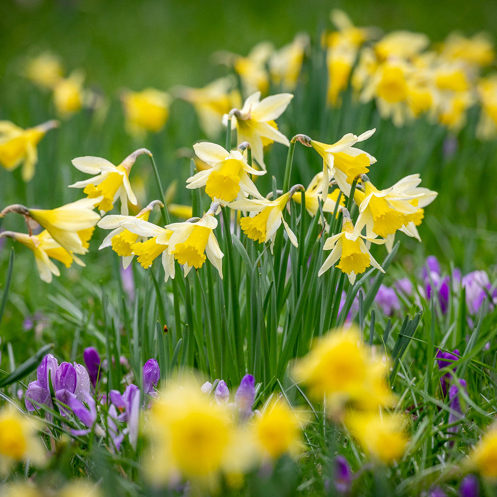 Sarah Raven Bulbs Naturalising Blumenzwiebeln-Kollektion 60 Stück Frühjahr