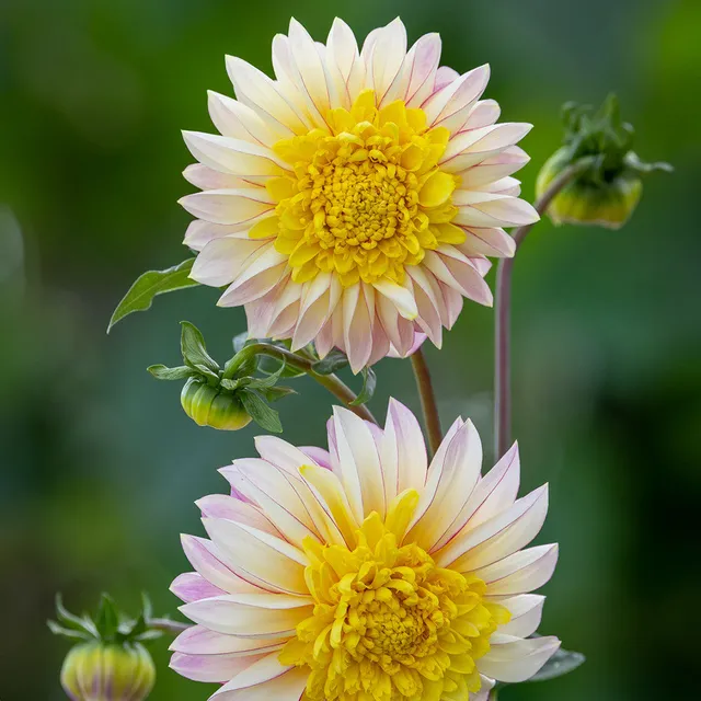 Sarah Raven Dahlia Polka Dahlienknolle 1 Knolle creme