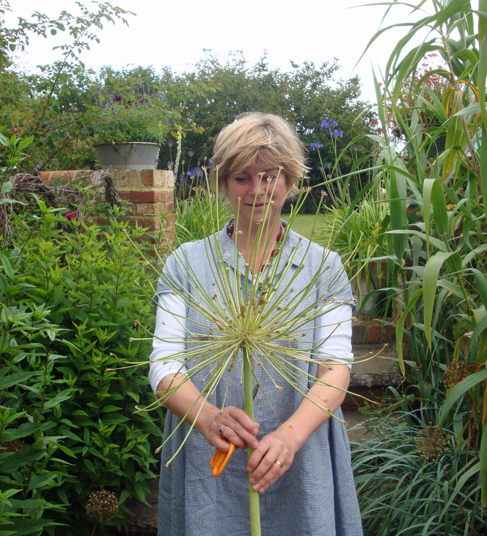 Sarah Raven Bulbs Allium schubertii Zierlauch 3 Zwiebeln