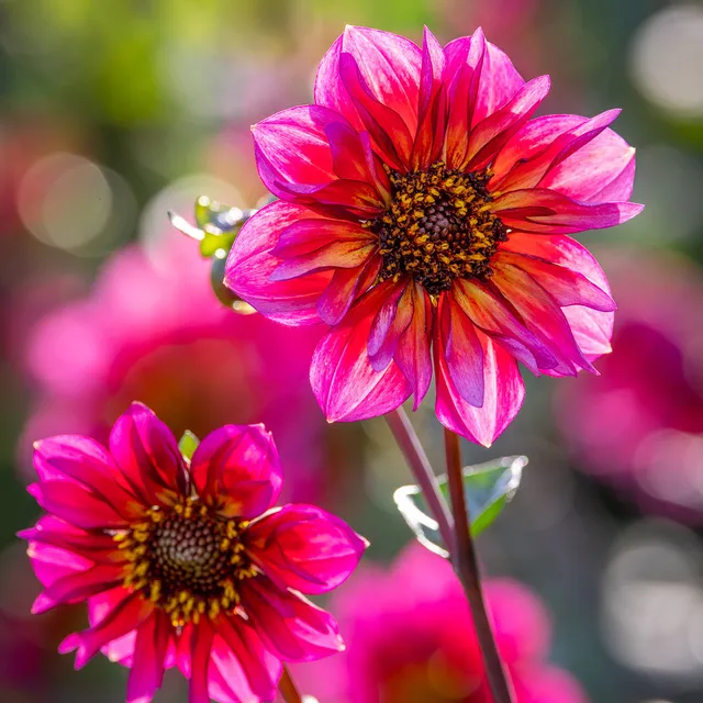 Sarah Raven Bulbs Dahlia Princess Nadine Dahlienknolle 1 Knolle weiß