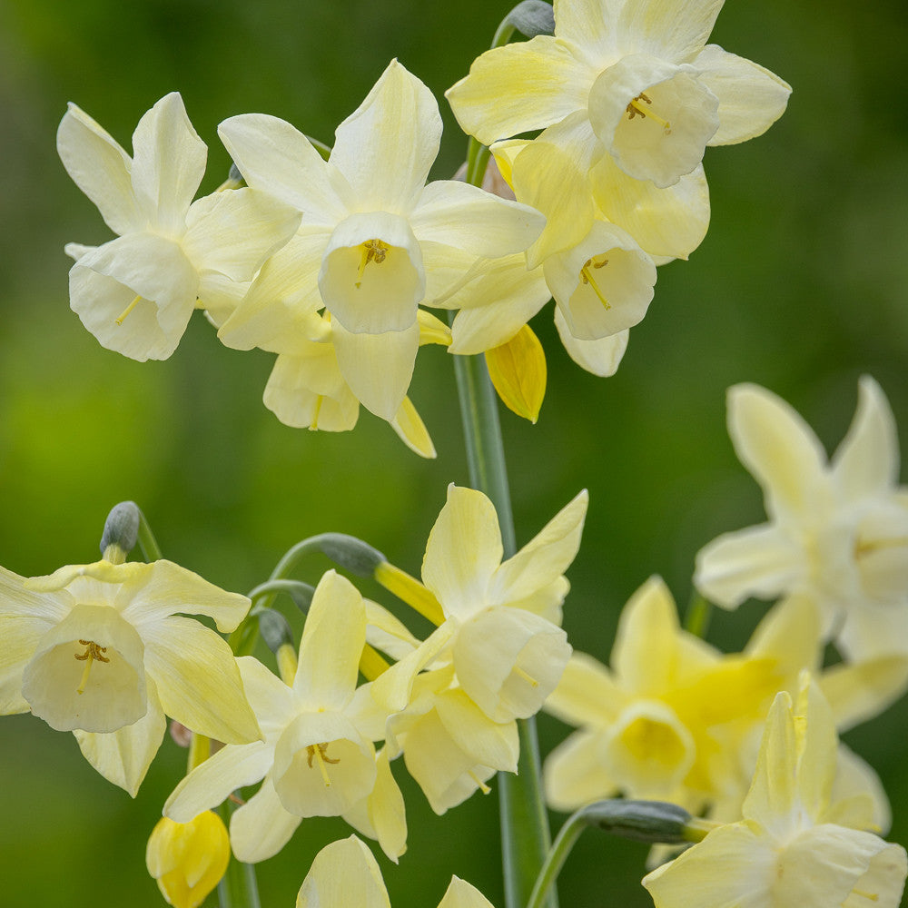 Sarah Raven Bulbs Narzisse Moonlight Sensation 10 Blumenzwiebeln duftend