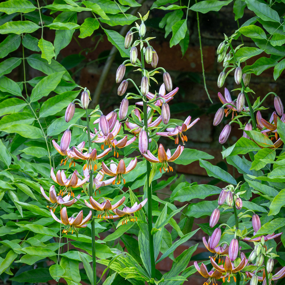 Sarah Raven Bulbs Lilien Manitoba Morning Blumenzwiebeln 3 Zwiebeln