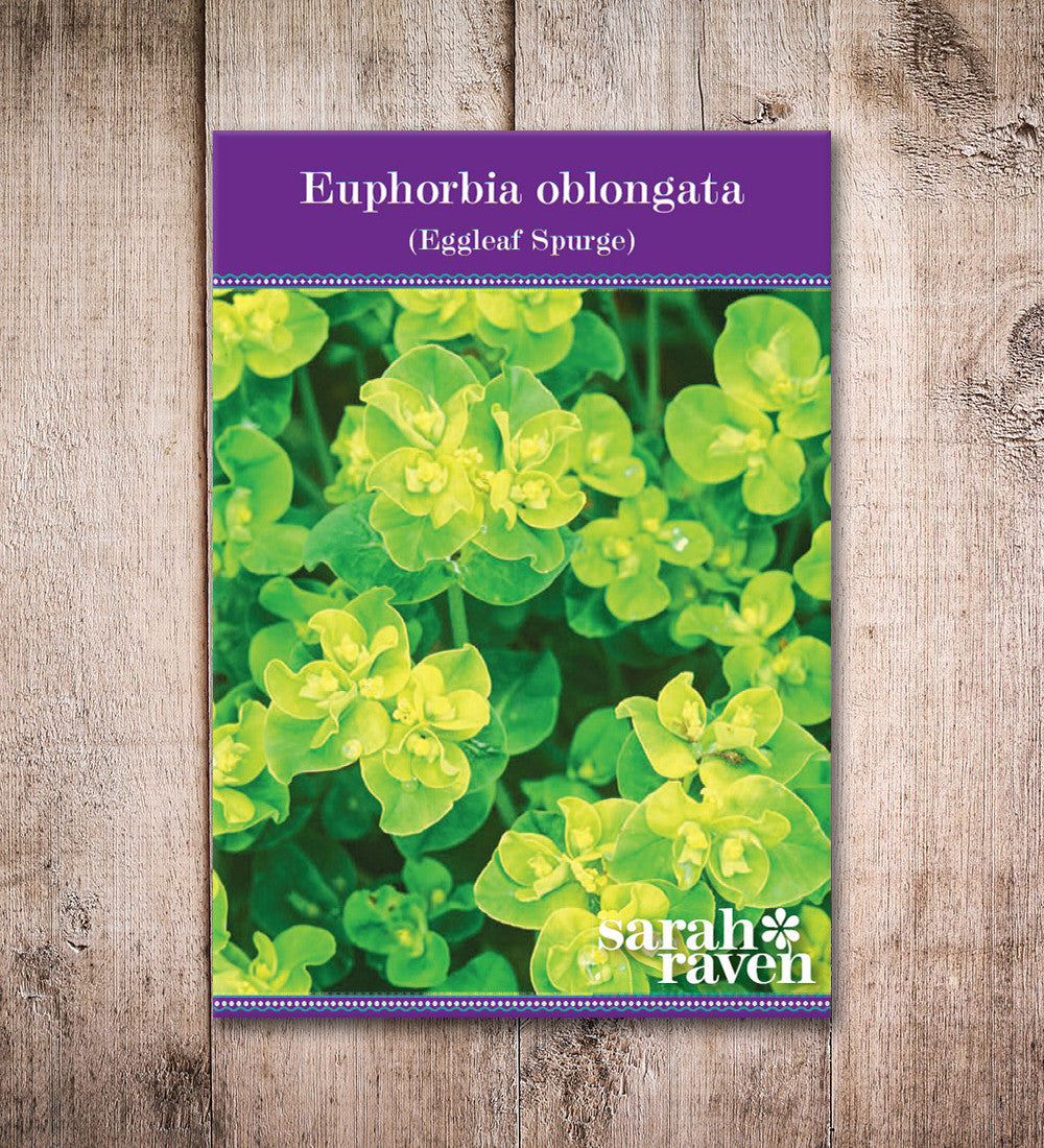 Sarah Raven Plants Euphorbia oblongata 45 Samen Grün
