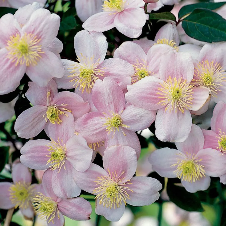 Sarah Raven Clematis montana Pink Perfection Pflanze 2 L Duft