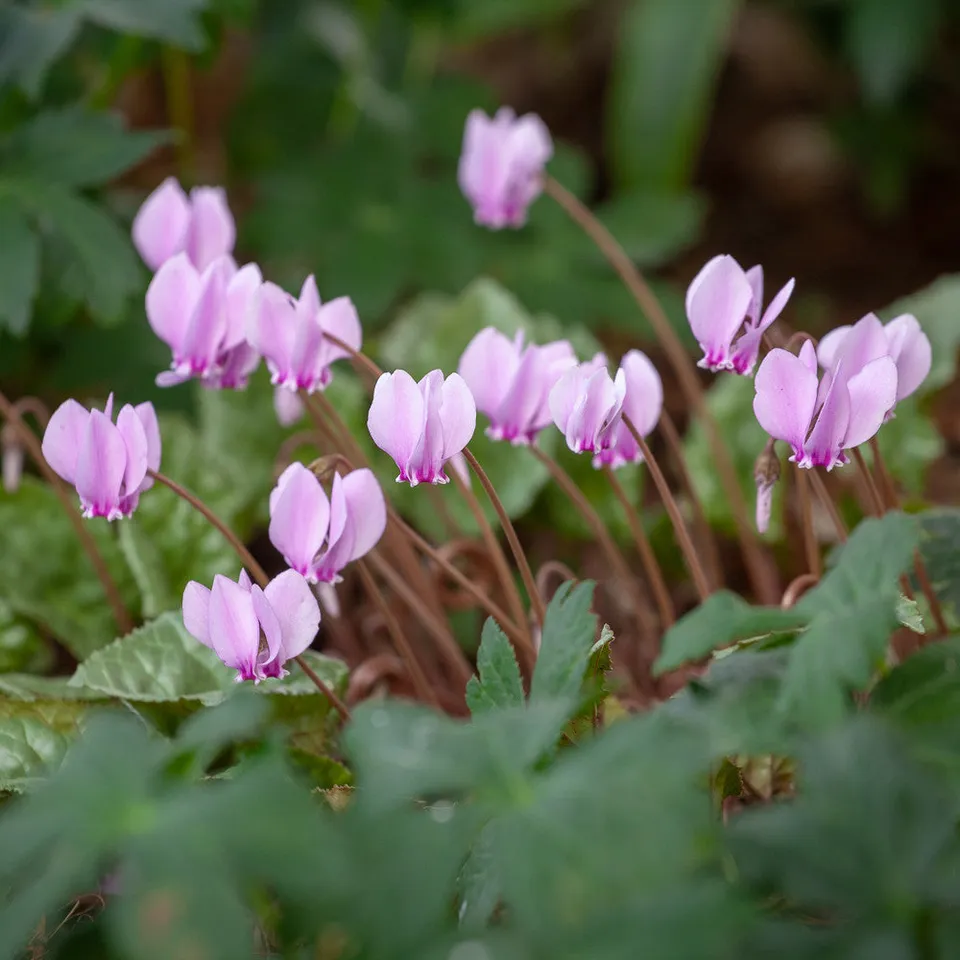 Sarah Raven Plants Cyclamen hederifolium Pflanze 3x 9cm Herbstblüher