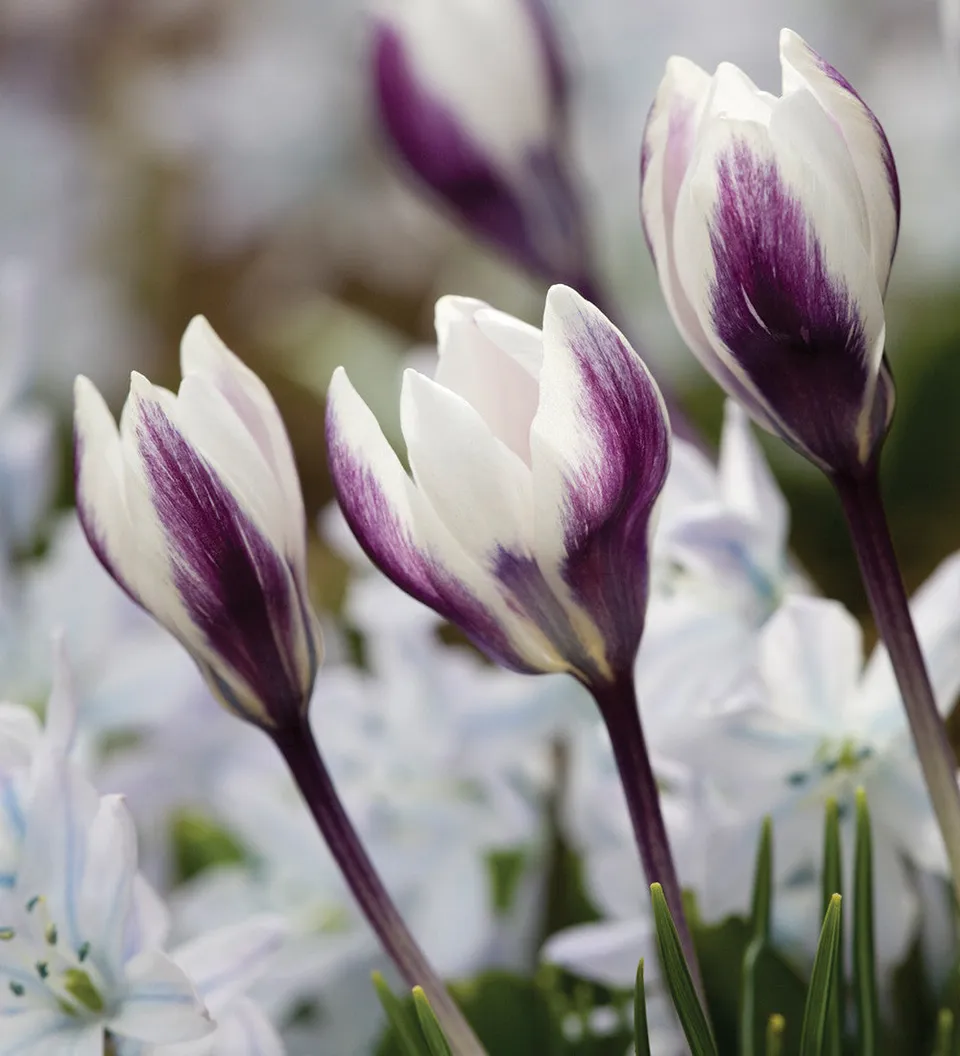 Sarah Raven Bulbs Krokus Ladykiller Blumenzwiebel 25 Knollen