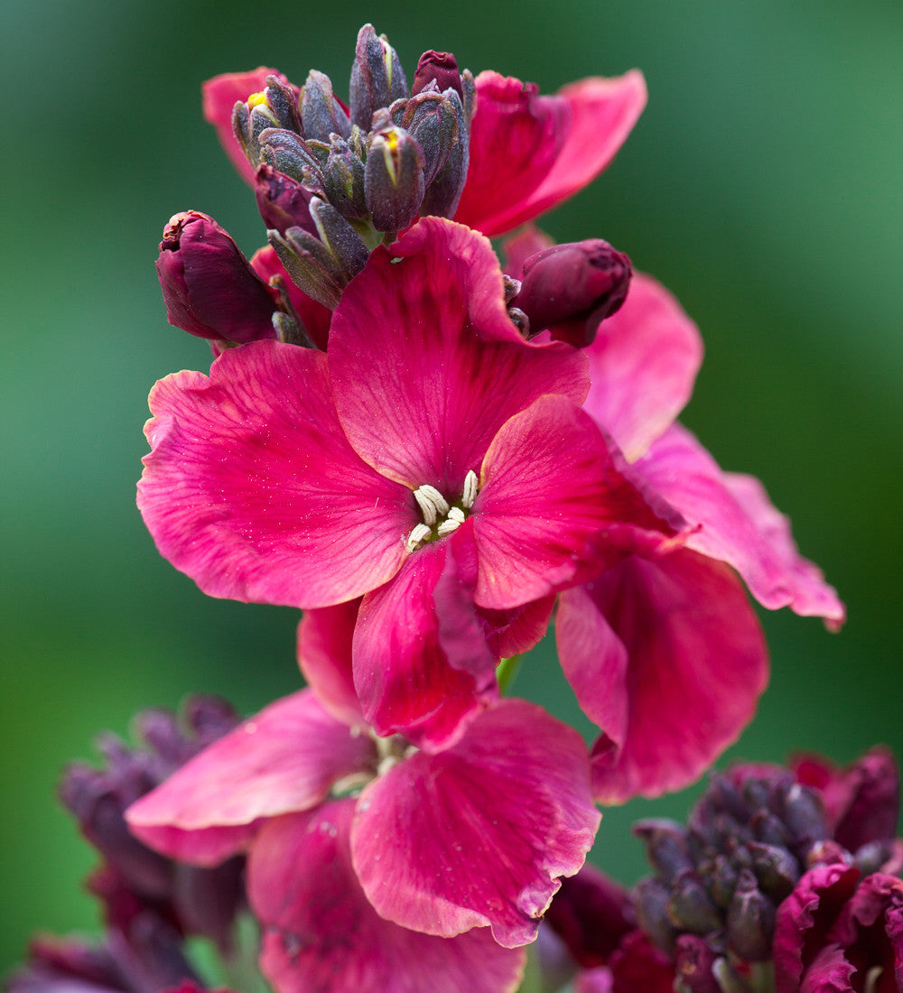 Sarah Raven Plants Wallflower Ruby Gem 3x 9cm Topf Frühblüher