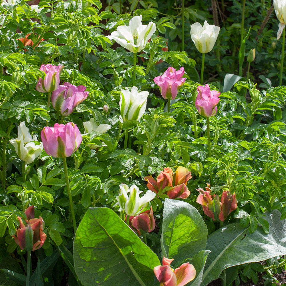Sarah Raven Bulbs Super Perennial Tulpenmischung 30 Blumenzwiebeln