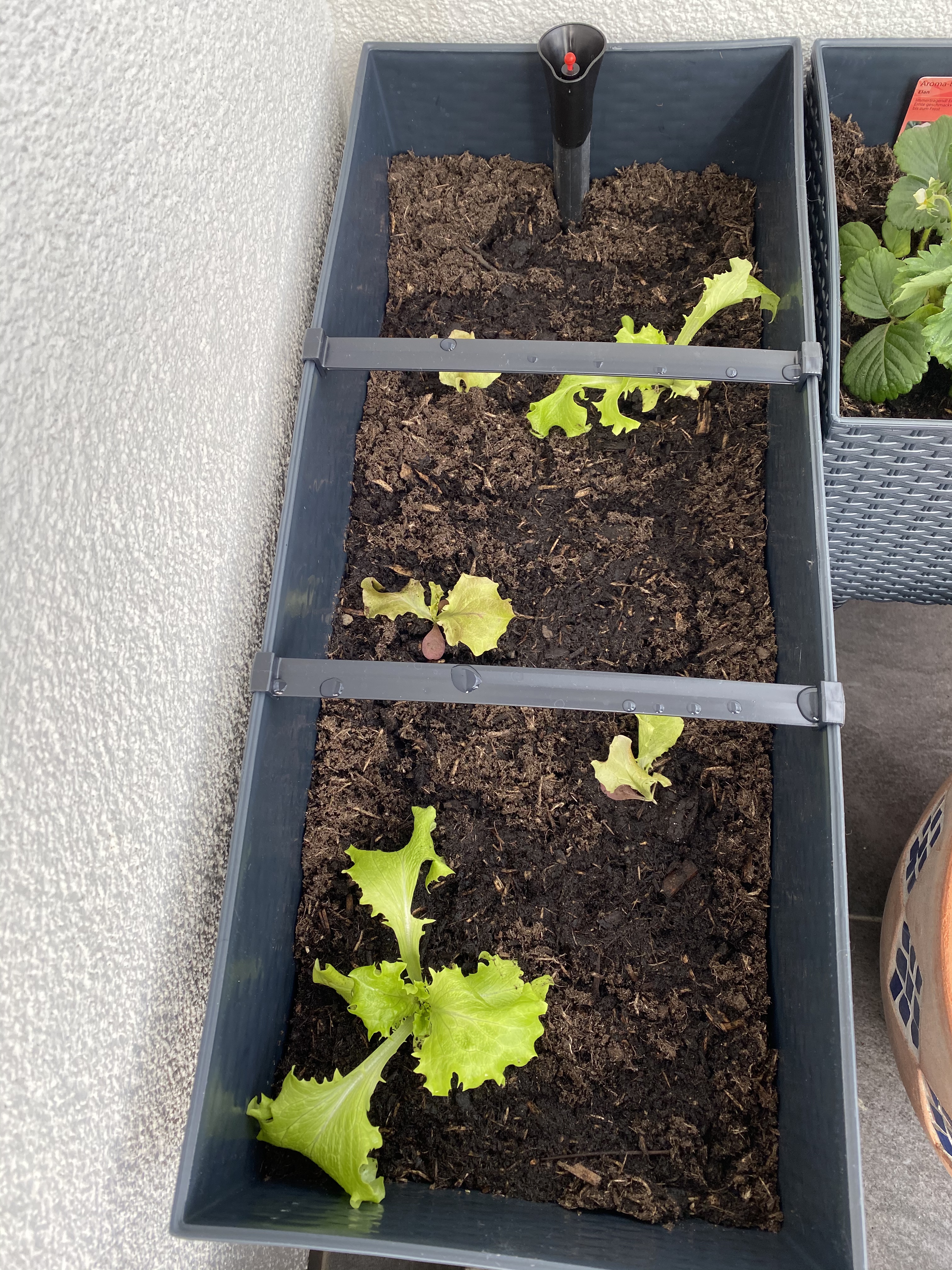 Prosperplast Rato Case High Blumenkasten schwarz 60cm Bewässerung