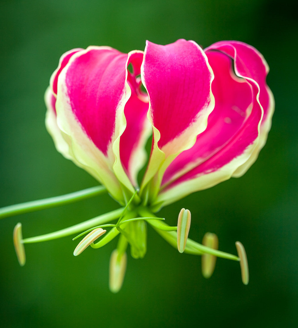 Sarah Raven Bulbs Gloriosa Rothschildiana Knolle 3 Knollen exotisch