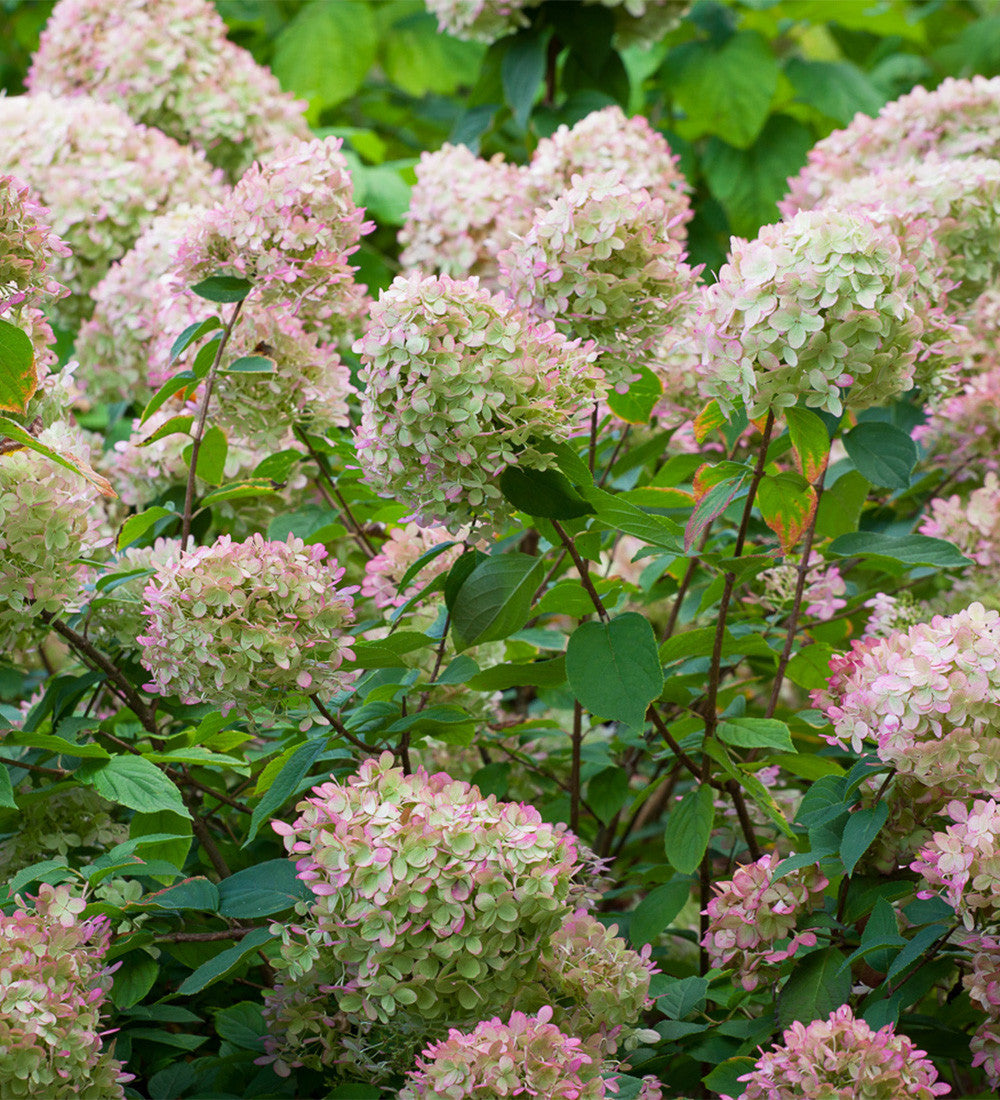 Sarah Raven Plants Hydrangea Limelight Hortensie 2 Liter Topf grün