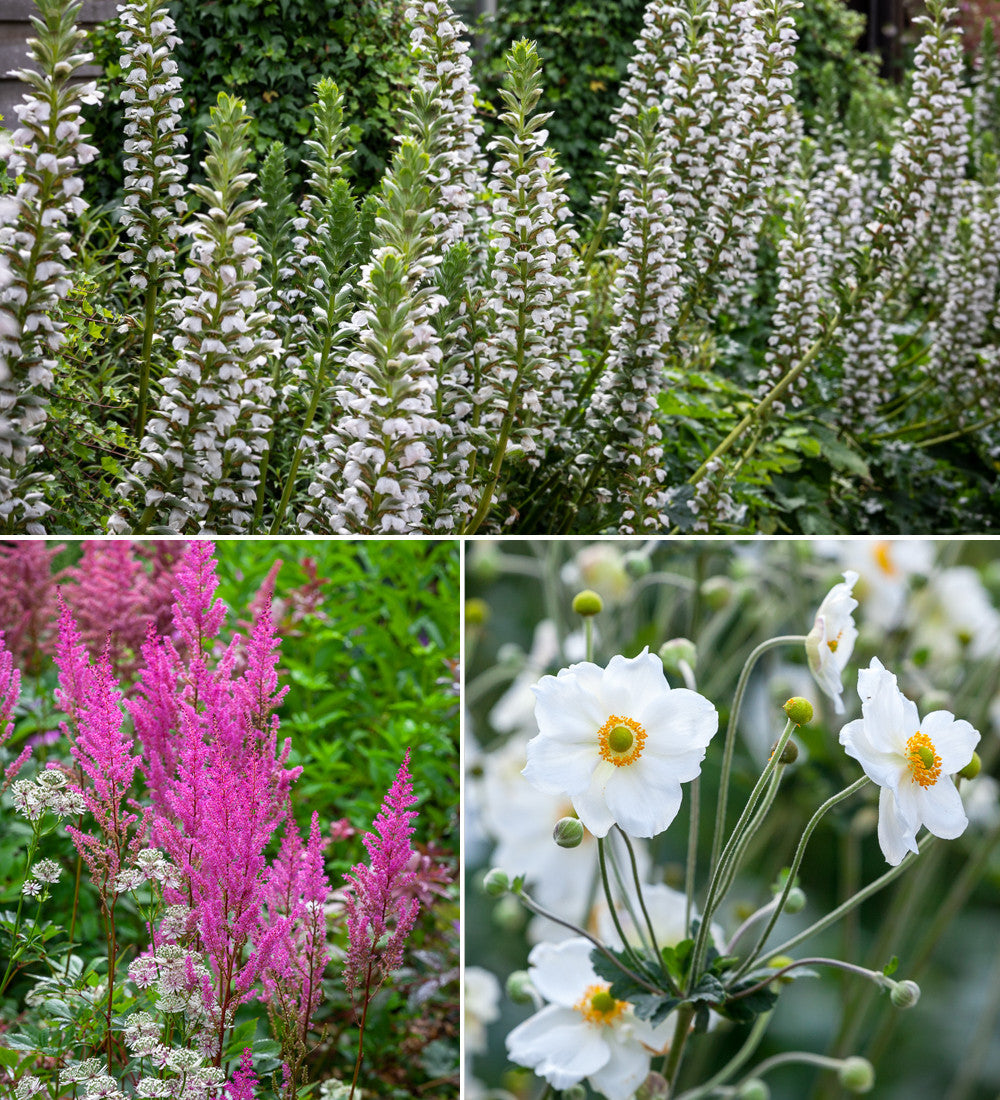 Sarah Raven Plants Damp Border Collection Stauden 18x9cm Schatten
