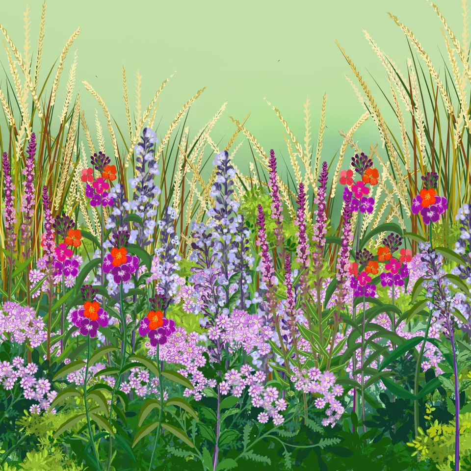 Sarah Raven Plants Low Maintenance Border Collection Pflanzen 18x9cm pflegeleicht