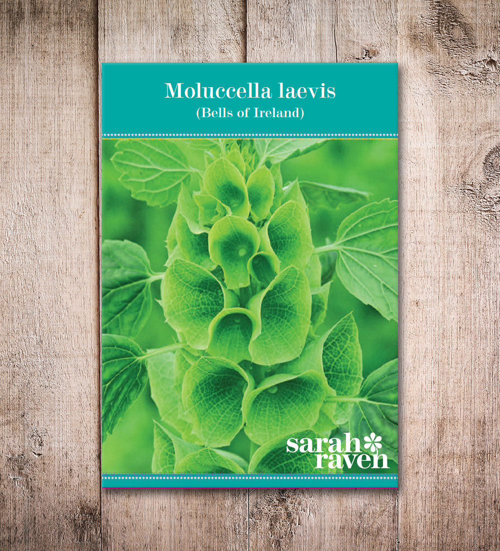 Sarah Raven Moluccella laevis Samen 200 Samen Schnittblume grün