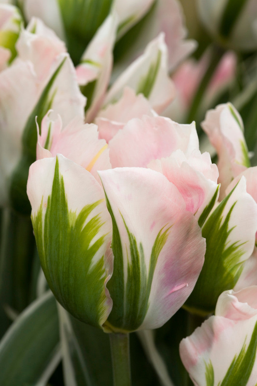 Sarah Raven Bulbs Tulpe China Town Blumenzwiebeln 10 Stück bunt