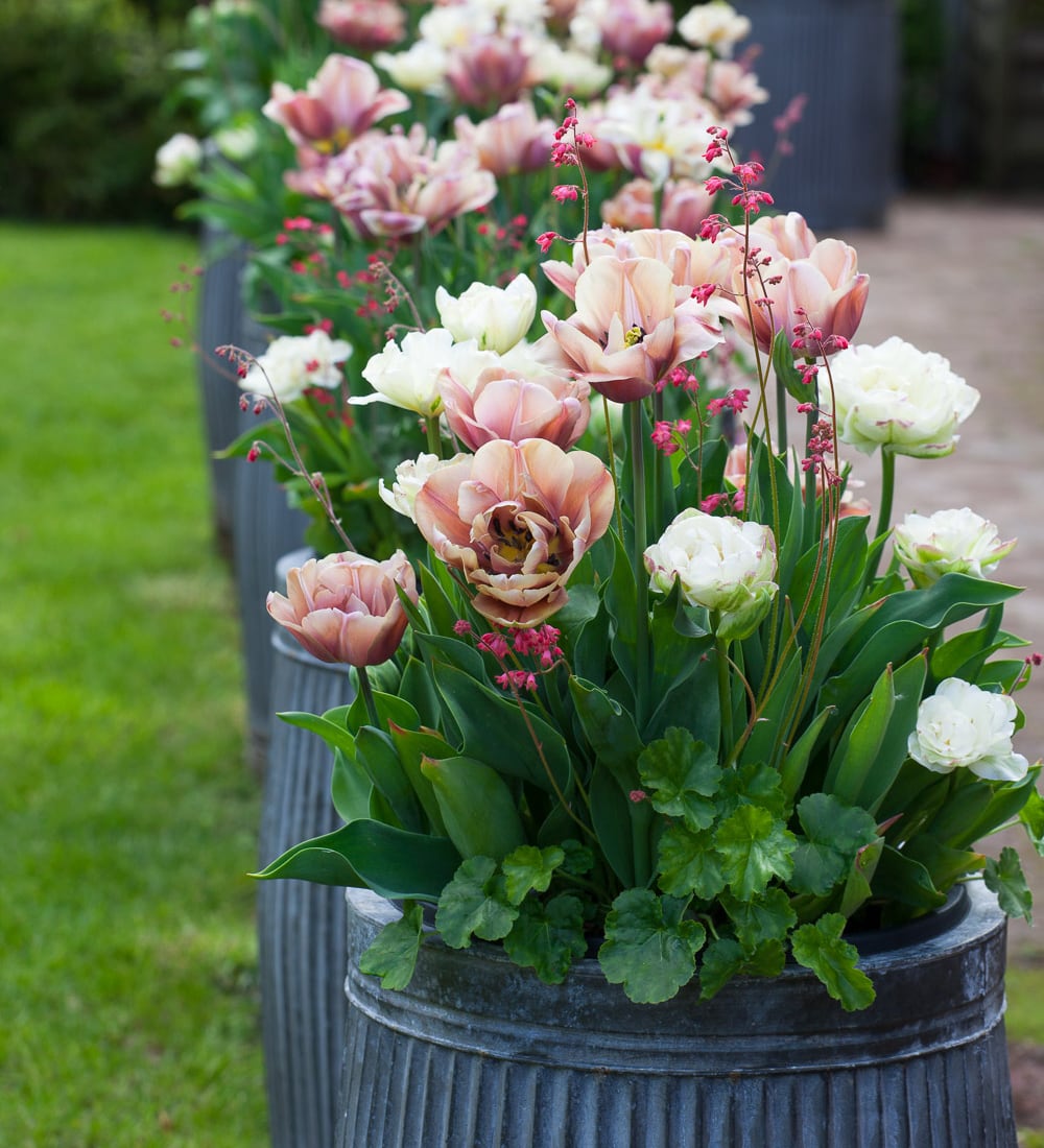 Sarah Raven A Year Full of Pots Gartenkurs 24. September