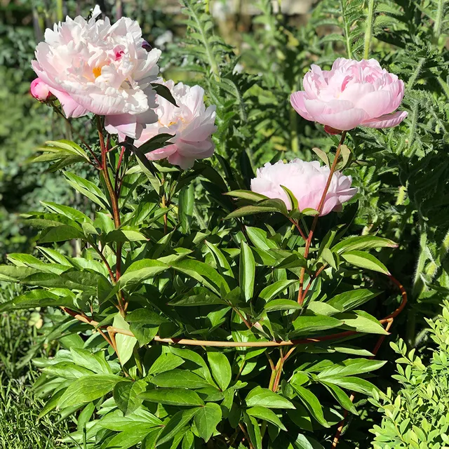 Sarah Raven Gardening Fluted Peony Support Rankhilfe Medium Stahl