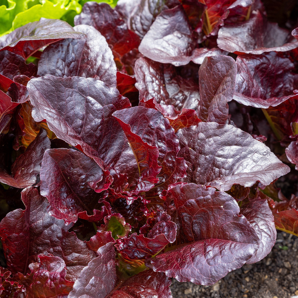 Sarah Raven Seeds Salat Batavia Red Salatsamen 750 Samen
