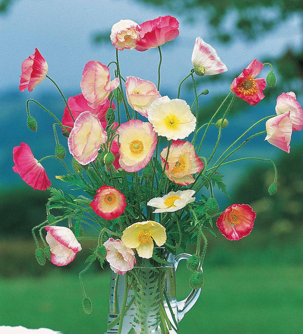 Sarah Raven Seeds Papaver rhoeas Mother of Pearl Samen 120 Samen rosa