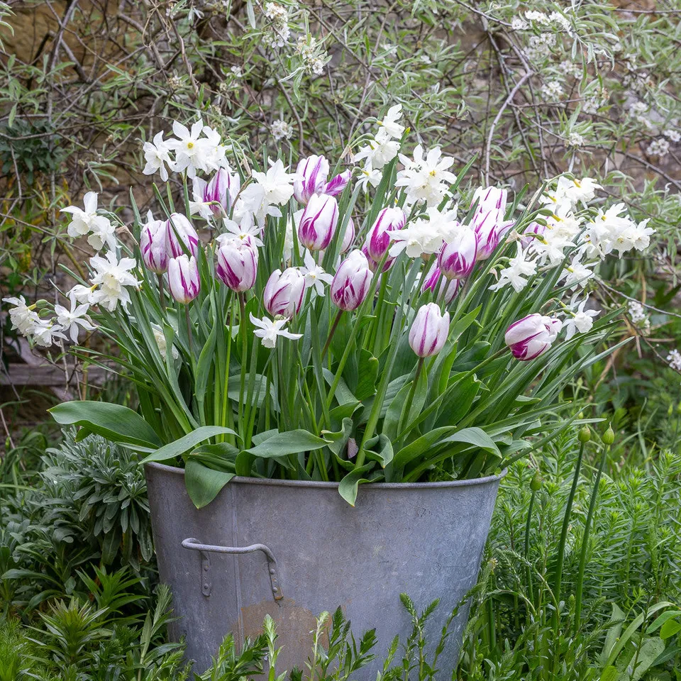 Sarah Raven Bulbs Folk Story Mix Blumenzwiebeln 20 Stück weiß-lila