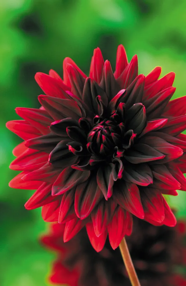 Sarah Raven Bulbs Dahlie Sam Hopkins Knolle 1 Knolle