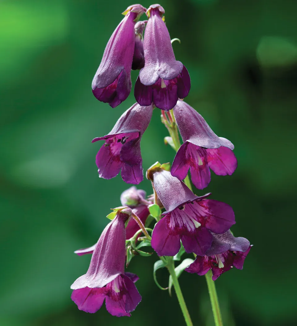 Sarah Raven Plants Penstemon Raven Gartenpflanze 2 Liter Topf lila