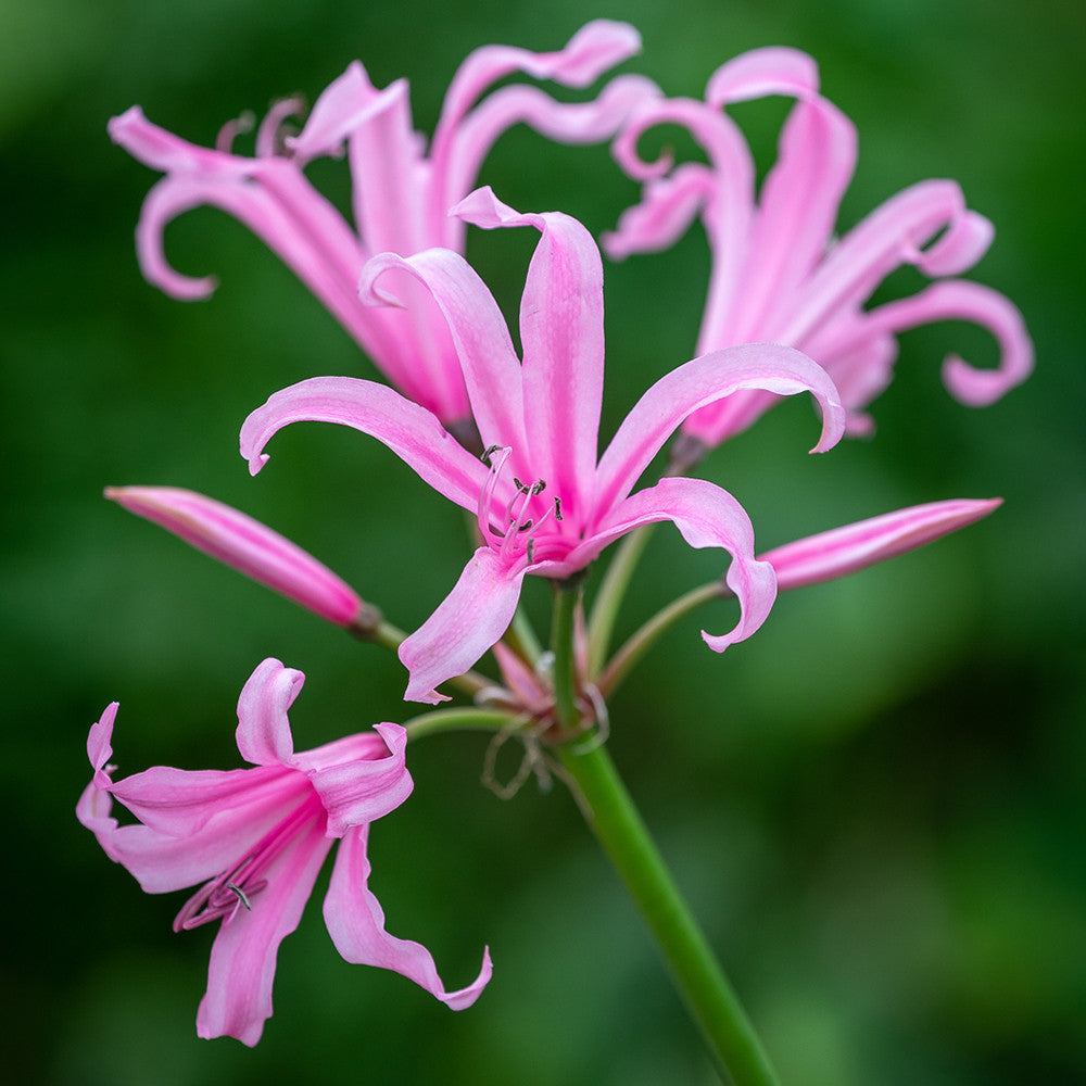 Sarah Raven Bulbs Border Nerine Collection Blumenzwiebeln 25