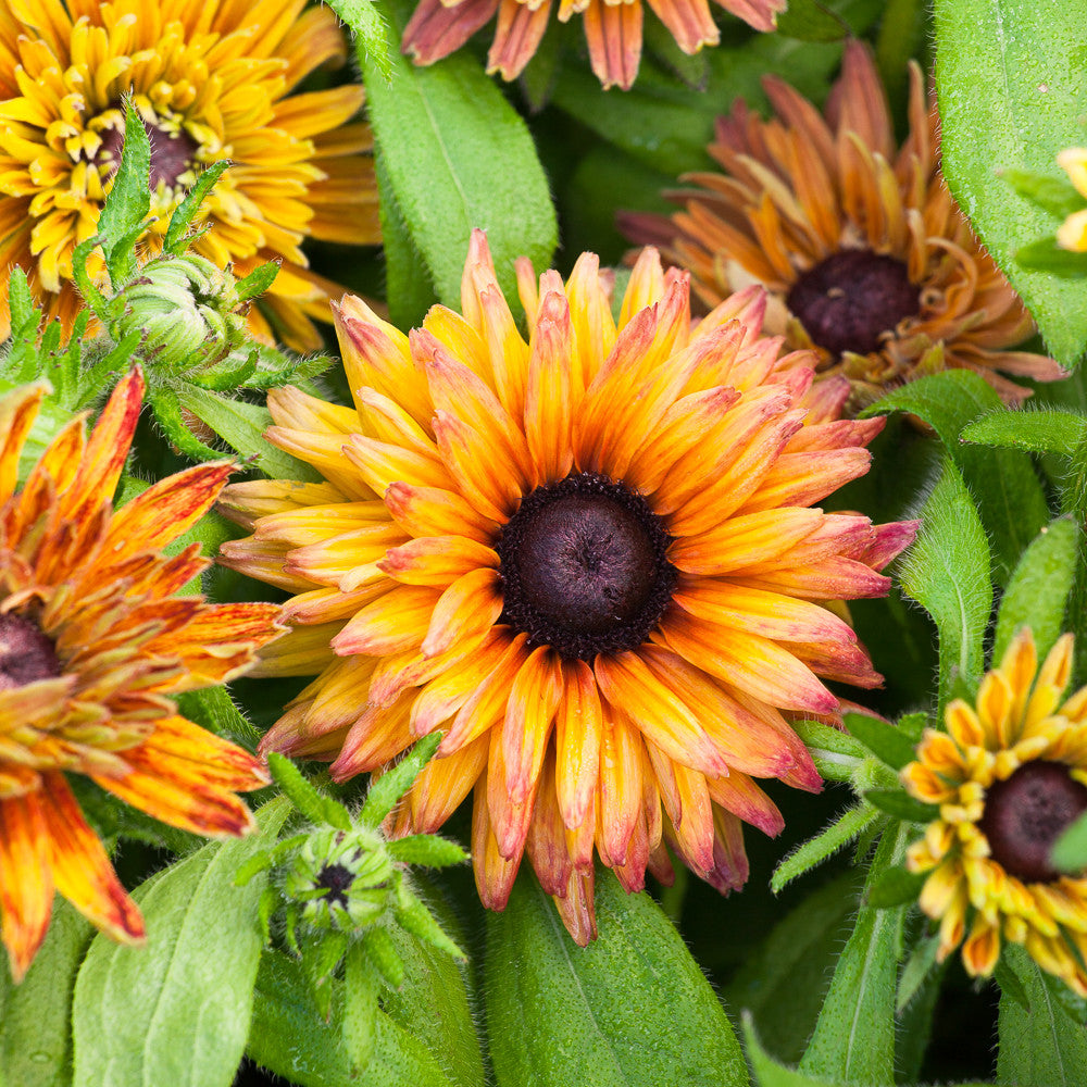 Sarah Raven Seeds Rudbeckia Sahara Mix Blumensamen 50 Samen Herbst