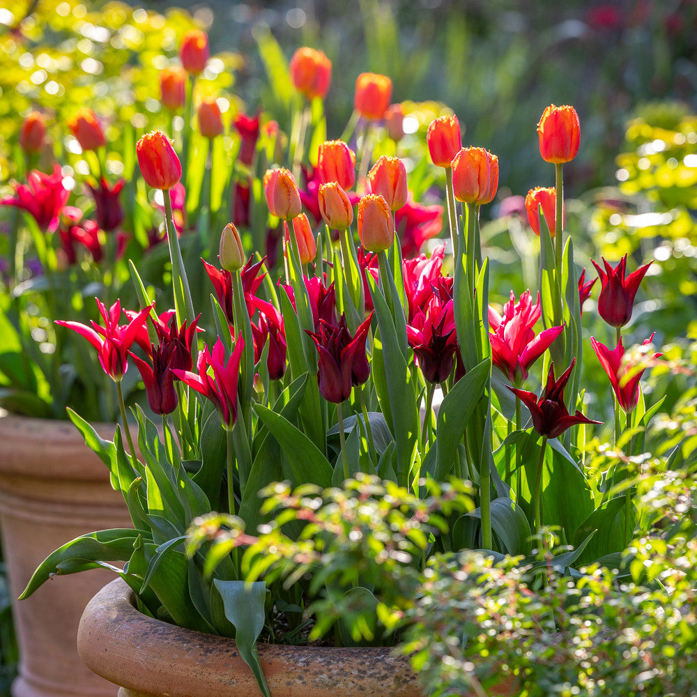 Sarah Raven Bulbs Fruit Gum Tulip Collection Tulpen 30 Zwiebeln