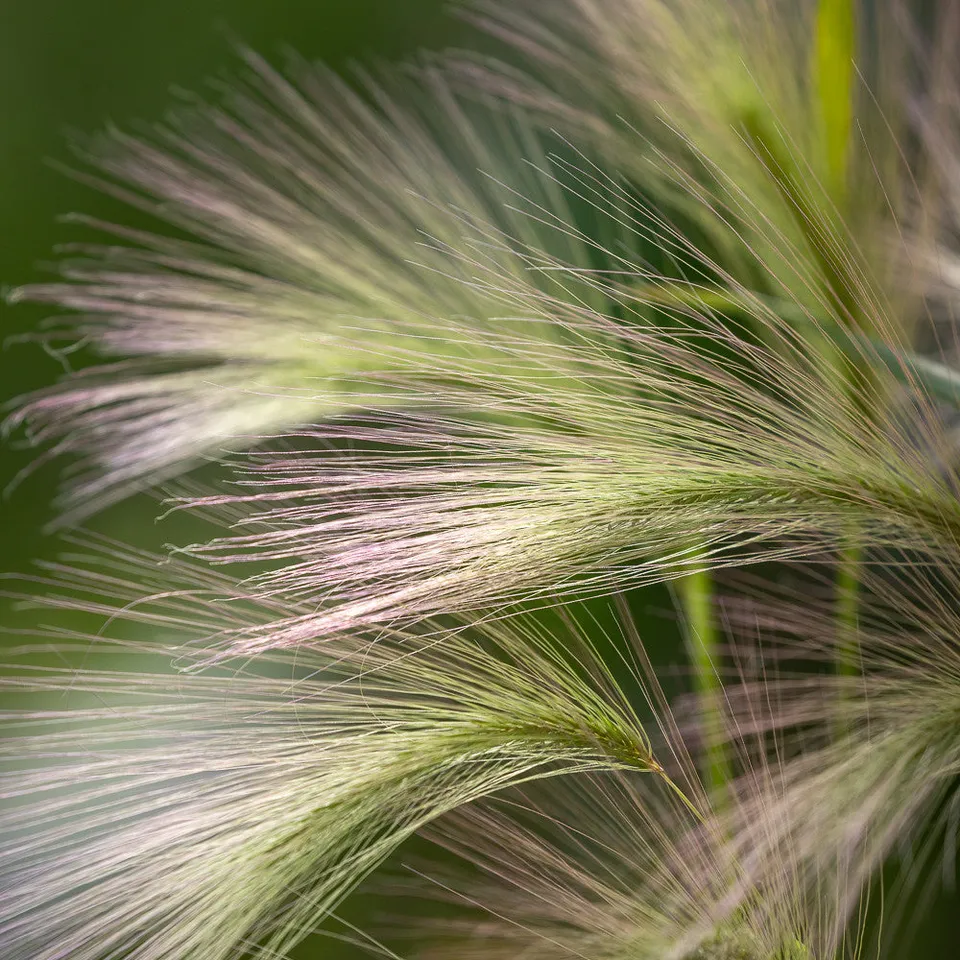 Sarah Raven Seeds Hordeum jubatum Samen 20 Samen Ziergras