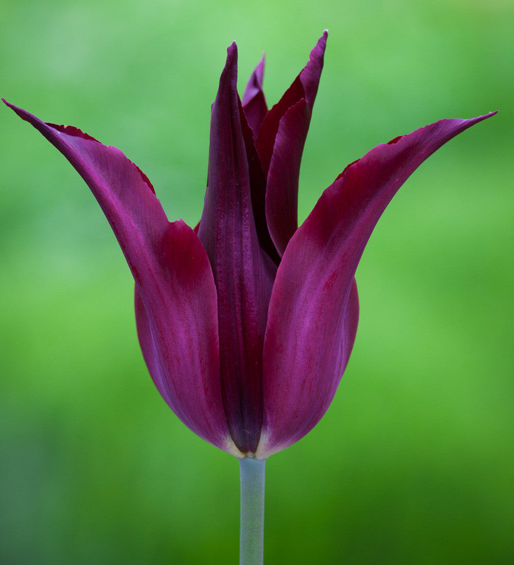 Sarah Raven Tulpe Blumenzwiebeln 10 Stück karmesinrot
