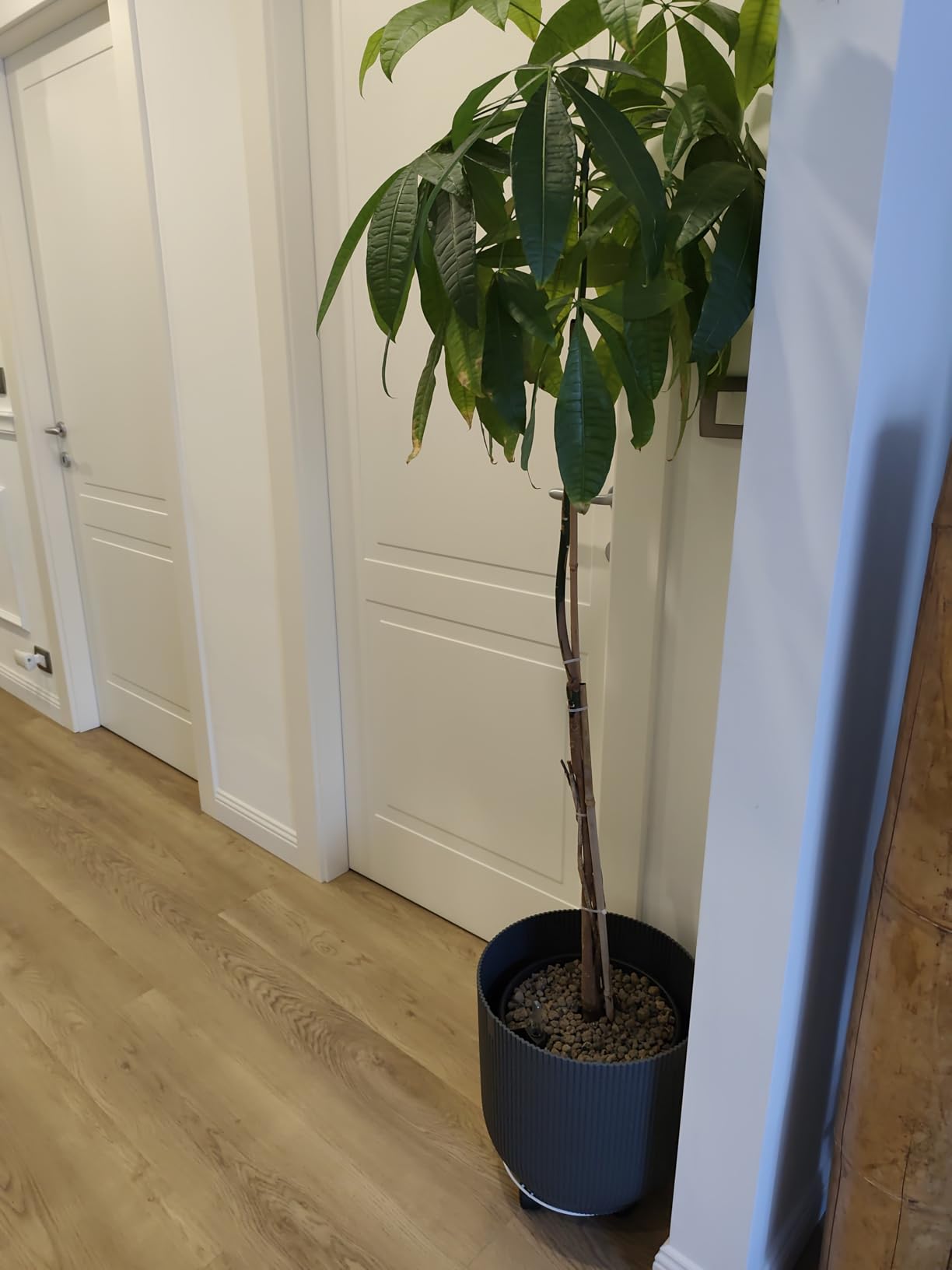 elho Bewässerungssystem 24 cm Living Schwarz Selbstbewässerung