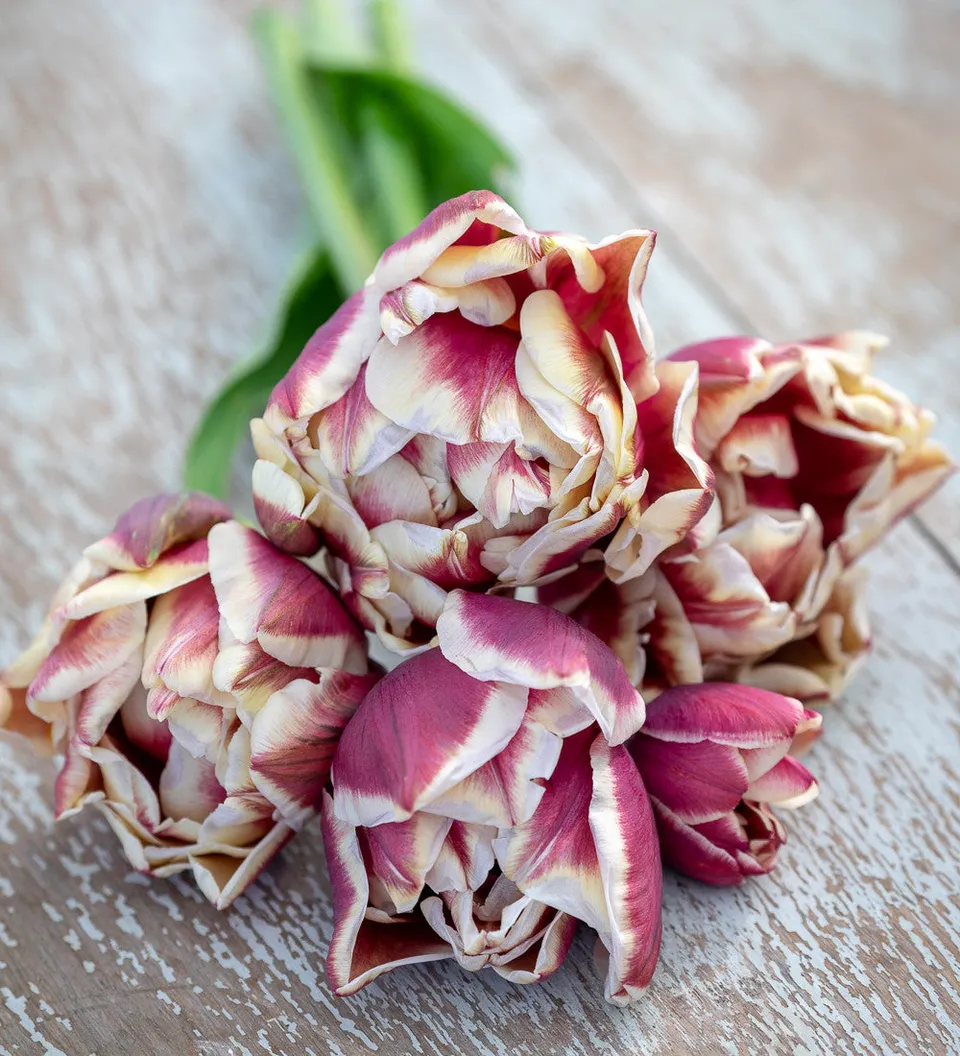 Sarah Raven Bulbs Tulpe Wyndham 10 Zwiebeln duftend