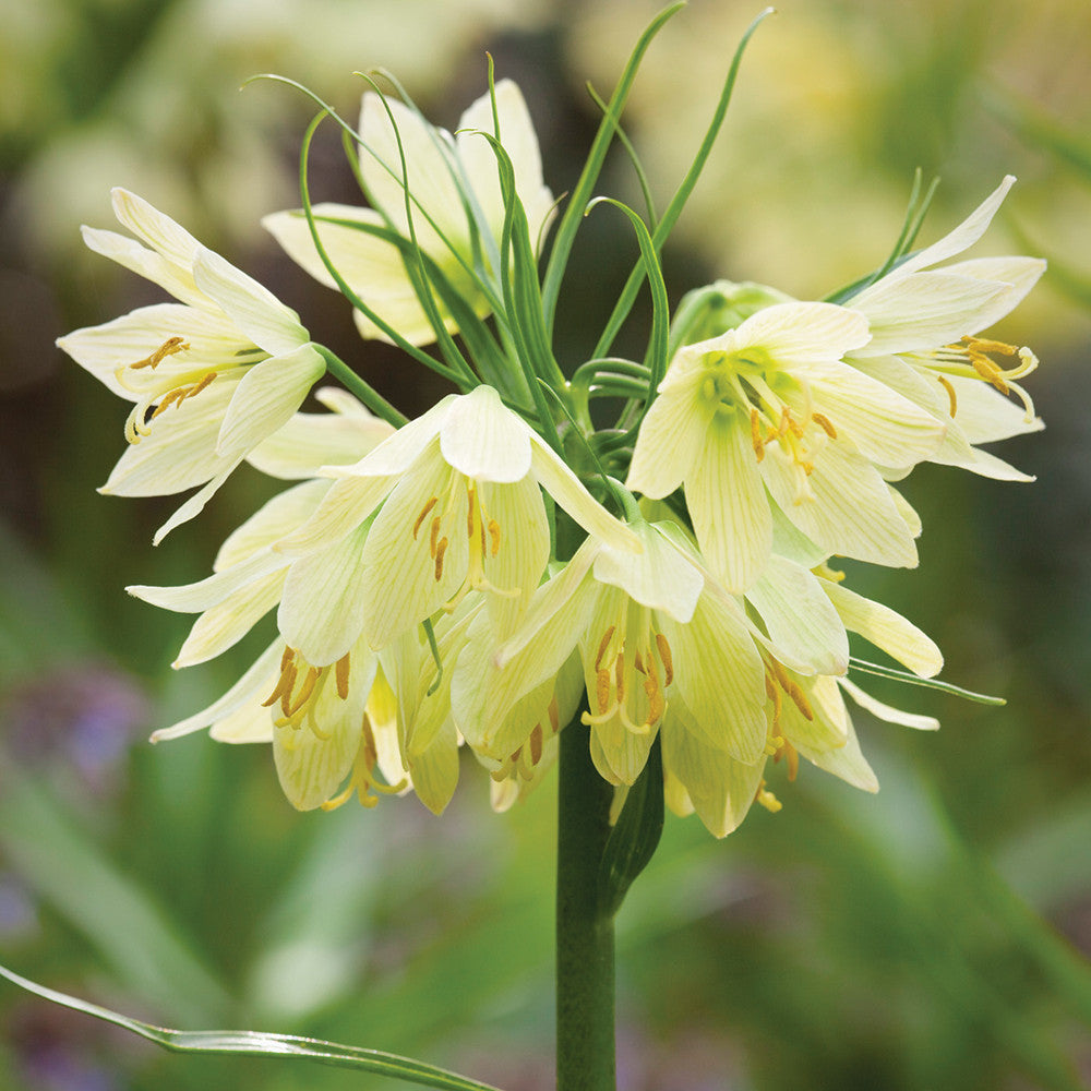 Sarah Raven Bulbs Fritillaria Raddeana Blumenzwiebel 3 Stk creme