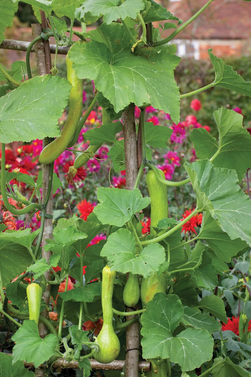 Sarah Raven Seeds Kürbis Tromboncino Samen 20 Samen essbar