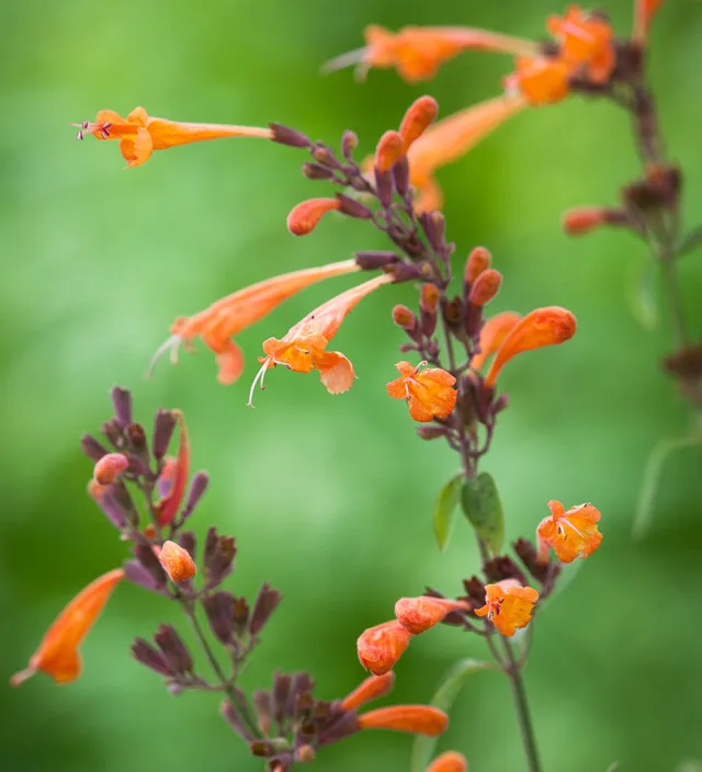 Sarah Raven Plants Agastache Navajo Sunset Samen 30 Samen bienenfreundlich