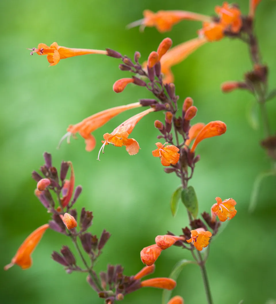 Sarah Raven Plants Agastache Navajo Sunset Samen 30 Samen bienenfreundlich