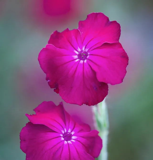 Sarah Raven Plants Lychnis coronaria Samen 500 Samen Staude