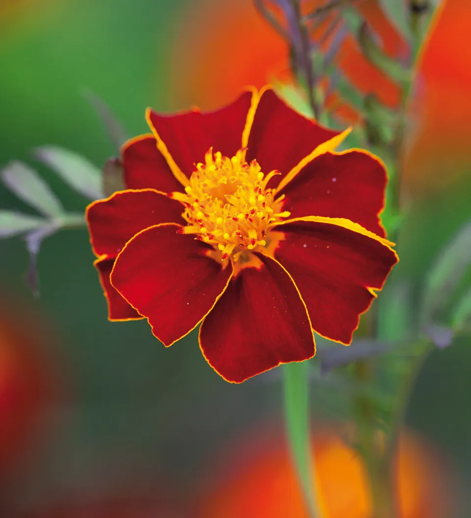 Sarah Raven Seeds Tagetes Burning Embers Blumensamen 50 Samen