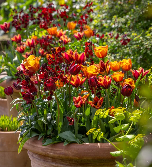 Sarah Raven Bulbs Tudor Brick Tulip Collection Tulpenzwiebeln 30 Stück